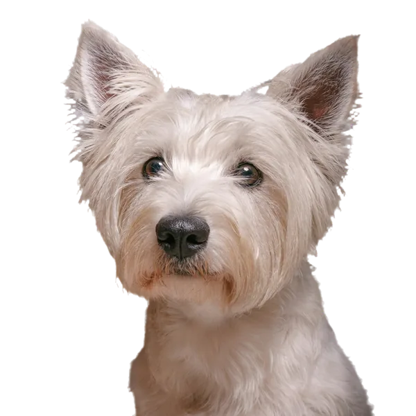 West Highland white terrier