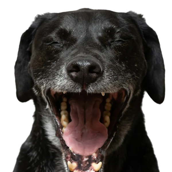Lachende oudere zwarte hond met grijze snuit