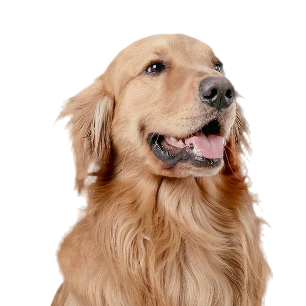 Lachende volwassen golden retriever