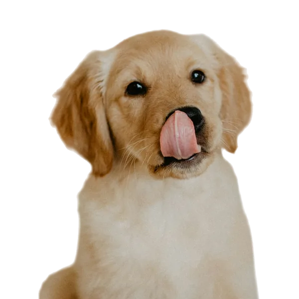 Golden retriever puppy likt zijn lippen